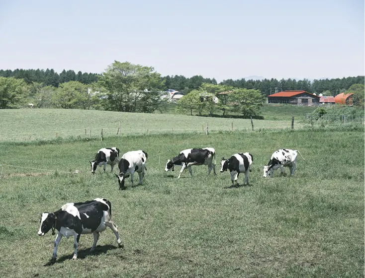 複数の牛