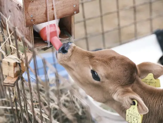 ミルクを飲む牛