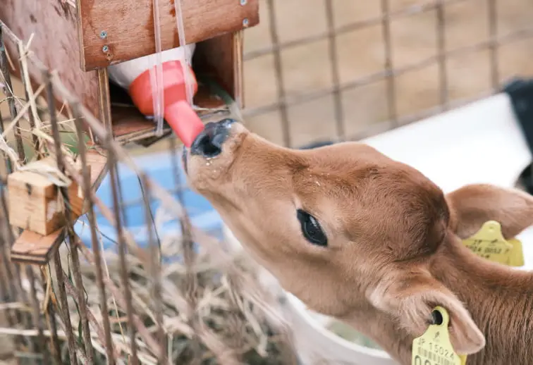 ミルクを飲む牛