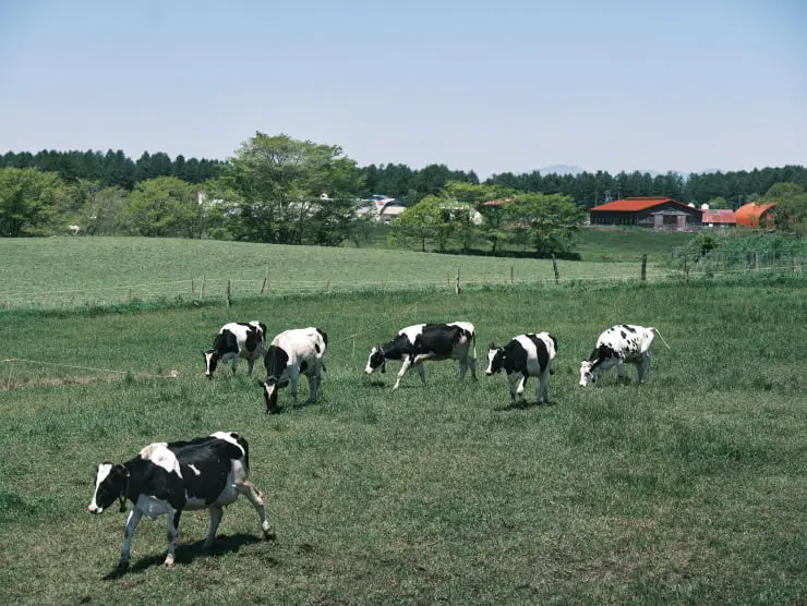 牧場について