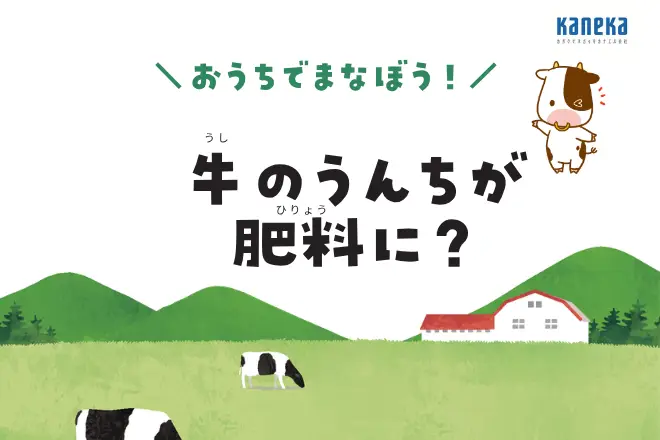 牛のうんちが肥料に？