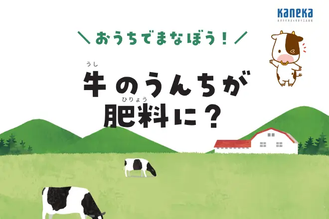 牛のうんちが肥料に？